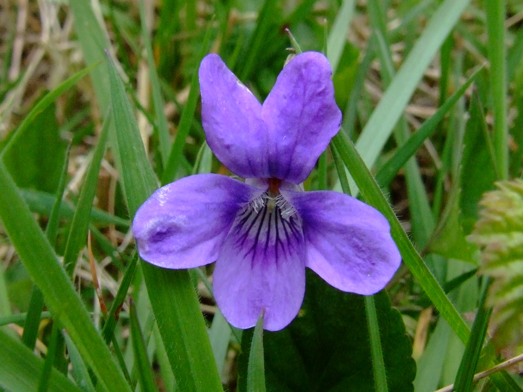 راهنمای نگهداری و پرورش گل و گیاهان زینتی - بنفشه معطر